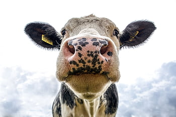 Front view of a cow's face on a farm, showcasing its curious expression. HD wallpaper