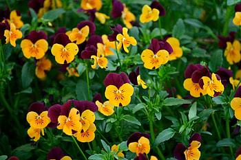 Flowers, Pansies, Greens, Field HD wallpaper