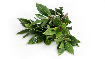 Bay leaves, Fine herbs, Bttcher gardening HD wallpaper
