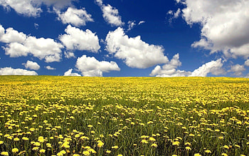Flower Field, Wildflower meadow, Nature's symphony, Pollinator paradise HD wallpaper