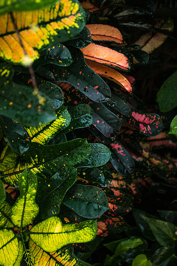 Leaves, Drops, Macro, Multicolored, Motley, Wet, Stains, Spots HD phone wallpaper