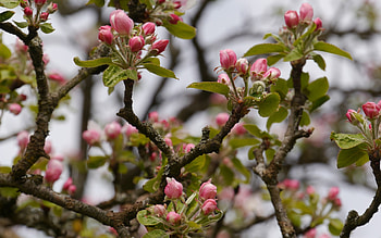 Buds of Blossoms, buds, spring, tree, blossoms HD wallpaper