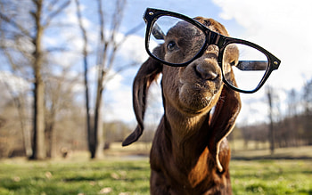 Goat got Swag, animals, goat, funny HD wallpaper