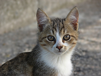 Animals, Cats HD wallpaper