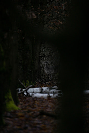 Animals, Trees, Forest, Wildlife, Animal, Doe, Fallow Deer HD phone wallpaper