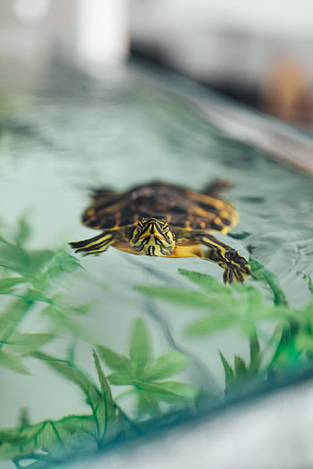 Animals, Water, Animal, Carapace, Shell, Turtle HD phone wallpaper