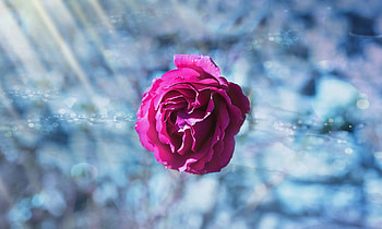 Macro, Rose Flower, Rose, Petals, Bud, Blur, Smooth HD wallpaper