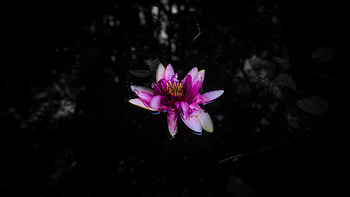 Dark, pond, water lily, portrait HD wallpaper
