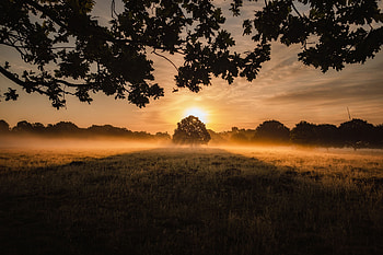 Landscape, Nature, Sunset, Wood, Tree, Fog, Lawn HD wallpaper