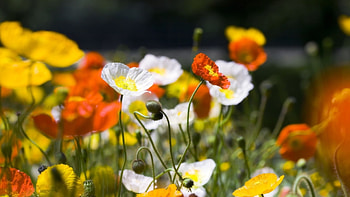 White poppy flowers, Delicate petals, Dreamlike , Nature's grace HD wallpaper