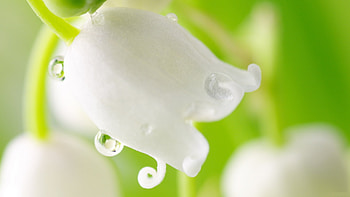 Lily of the Valley, white, lilly, valley, flower, romantic, mini, spring, dew HD wallpaper