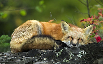 Red fox , Immersive view, Full beauty, Striking appearance HD wallpaper