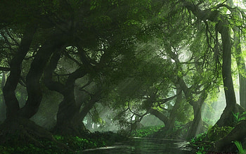 Captivating scenery, Verdant forest, Refreshing ambiance, que views HD wallpaper