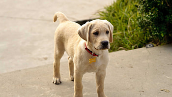 Marley and Me: The Puppy Years, Fun-filled adventure, Adorable puppies, Family-friendly HD wallpaper
