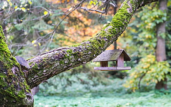 A wooden birdhouse hangs on a moss-covered tree branch in a vibrant, colorful forest setting. HD wallpaper