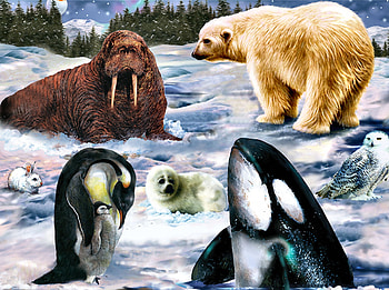Arctic Wildlife F, animal, avian, penguin, painting, walrus, arctic owl, killer whale, seal, arctic rabbit, bird, art, polar bear, beautiful, illustration, artwork, wide screen, wildlife HD wallpaper