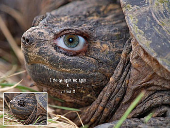 eye, animal, tortoise, vision, people HD wallpaper