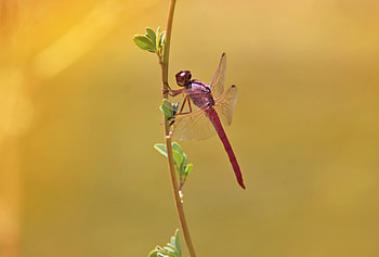 Macro, Branch, Insect, Dragonfly HD wallpaper