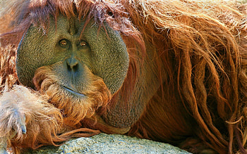 Animals, Monkey, Pensive, Orangutan HD wallpaper