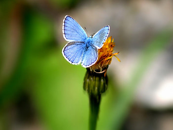Butterflies, Insects HD wallpaper