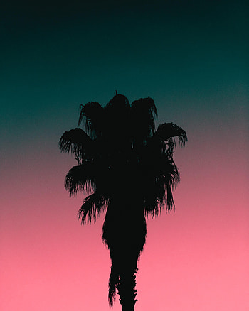 Twilight, Dark, Silhouette, Wood, Tree, Palm, Dusk HD phone wallpaper