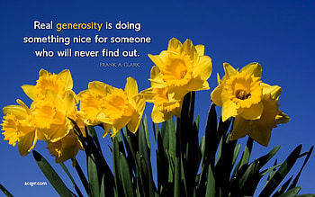 for my friends, daffodils, spring, aphorism, yellow HD wallpaper