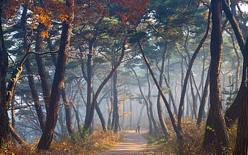 Misty Autumn Forest, mist, autumn, forest, path HD wallpaper