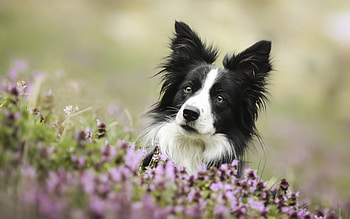 Dog border collie, Loyal dog breeds, Dog breeds, Loyal dogs HD wallpaper