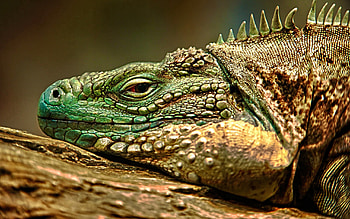 Animals, Muzzle, Reptile, Iguana, Dangerous HD wallpaper