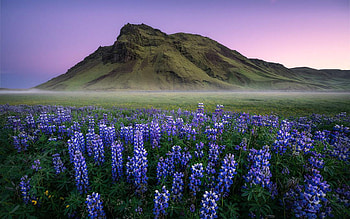 Misty mornings and purple lupines in Iceland, sky, sunrise, mountain, wildflowers, blossoms, colors HD wallpaper