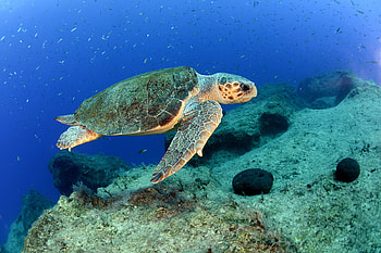 Caretta caretta, Sea Turtles HD wallpaper