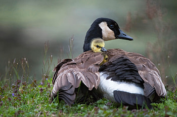 Goose with gosling, bird, mother, gosling, cute, chick, goose, pasari HD wallpaper