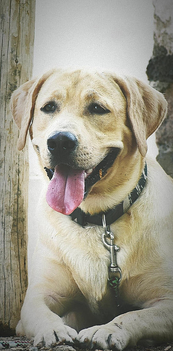 Labrador Retriever, Lovable companion, Classic breed, Perfect HD phone wallpaper