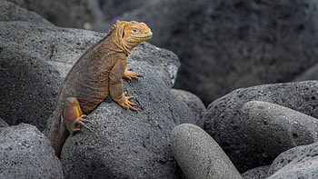 Animals, Stones, Lizard, Reptile, Scale, Scales, Iguana HD wallpaper