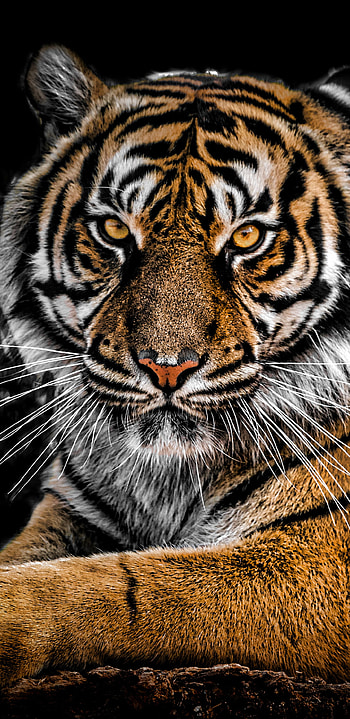 Closeup tiger, Galaxy Note 9, Q , Mesmerizing wildlife HD phone wallpaper