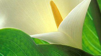 Flower, Macro, Light, Petals, Form, Light Coloured, Stamen HD wallpaper