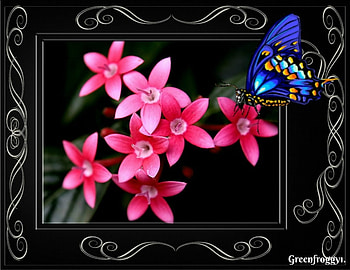 PINK FLOWERS, PRETTY, FLOWERS, , PINK HD wallpaper