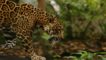Animals, Grass, Jaguar, Big Cat, Stroll HD wallpaper