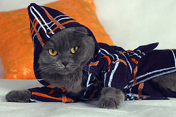 Animals, Cat, To Lie Down, Lie, Hood, Fashionable, Bathrobe, Dressing Gown HD wallpaper
