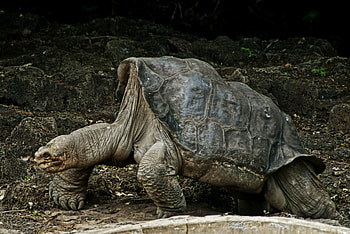 Tortoise , Stunning background , High-definition beauty, Reptilian art HD wallpaper