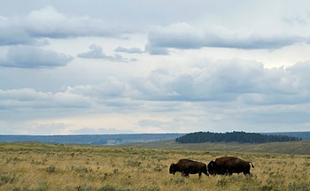 buffalo in the field, fields, grass, sky, buffalo HD wallpaper