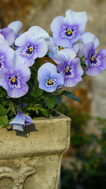Pansy, Blue, Adorable, Beautiful, Flower HD phone wallpaper