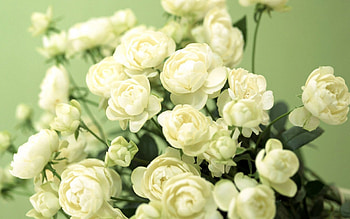Plants, Flowers, Roses HD wallpaper