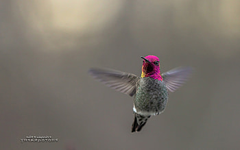 Hummingbird , hummingbird, birds, flying HD wallpaper