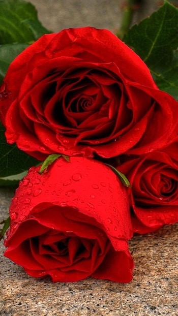 Beautiful Rose, Love, Valentines HD phone wallpaper