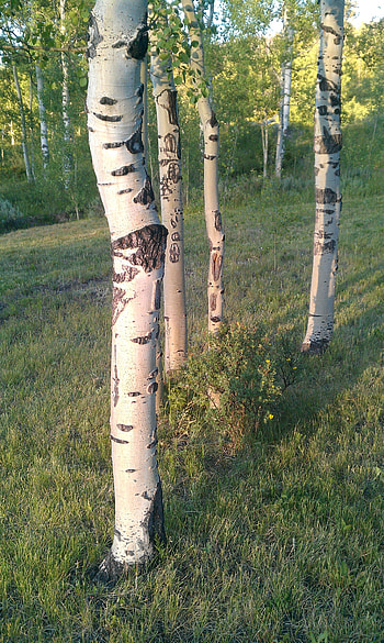 Aspen Tree, Symbolism in religion, Spiritual significance, Sacred tree HD phone wallpaper