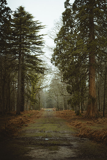 Nature, Trees, Road, Forest, Mud, Dirt HD phone wallpaper