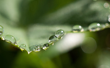 Drops, Plant, Macro, Sheet, Leaf, Moisture HD wallpaper