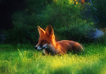 Animals, Grass, Fox, Hide, Hunting, Hunt, Glade, Polyana HD wallpaper