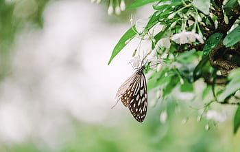 A close-up of a butterfly perched on vibrant white blossoms, showcasing nature's beauty. HD wallpaper
